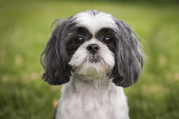 Shih tzu age hot sale in dog years